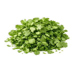 Cilantro